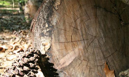 Heart Pine Floors in Moncure, NC